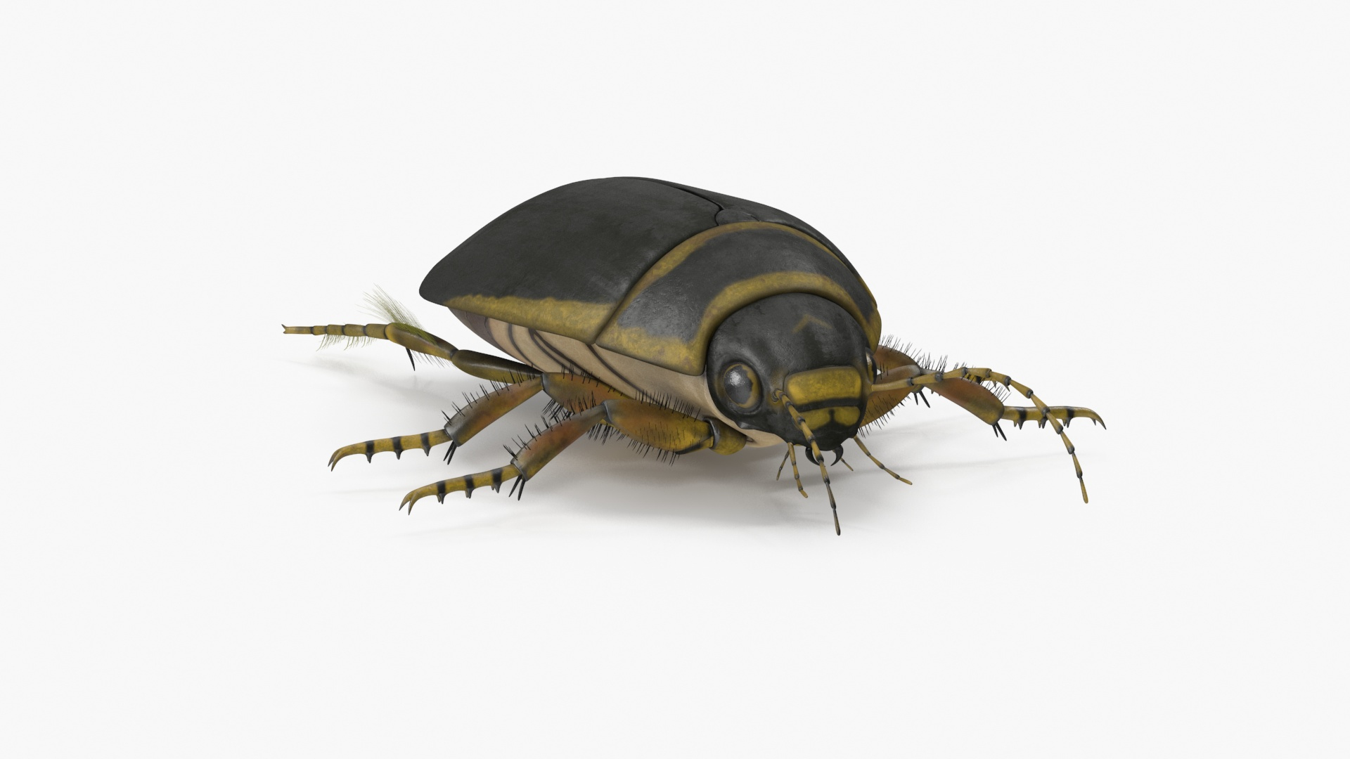 3D Water Beetle Brown https://p.turbosquid.com/ts-thumb/kE/jS5hMO/OA/water_beetle_brown_360/jpg/1718270080/1920x1080/turn_fit_q99/5b6bc68a25821557adc0f64f6e74d3bc1950ec8f/water_beetle_brown_360-1.jpg