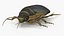 Water Beetle Brown