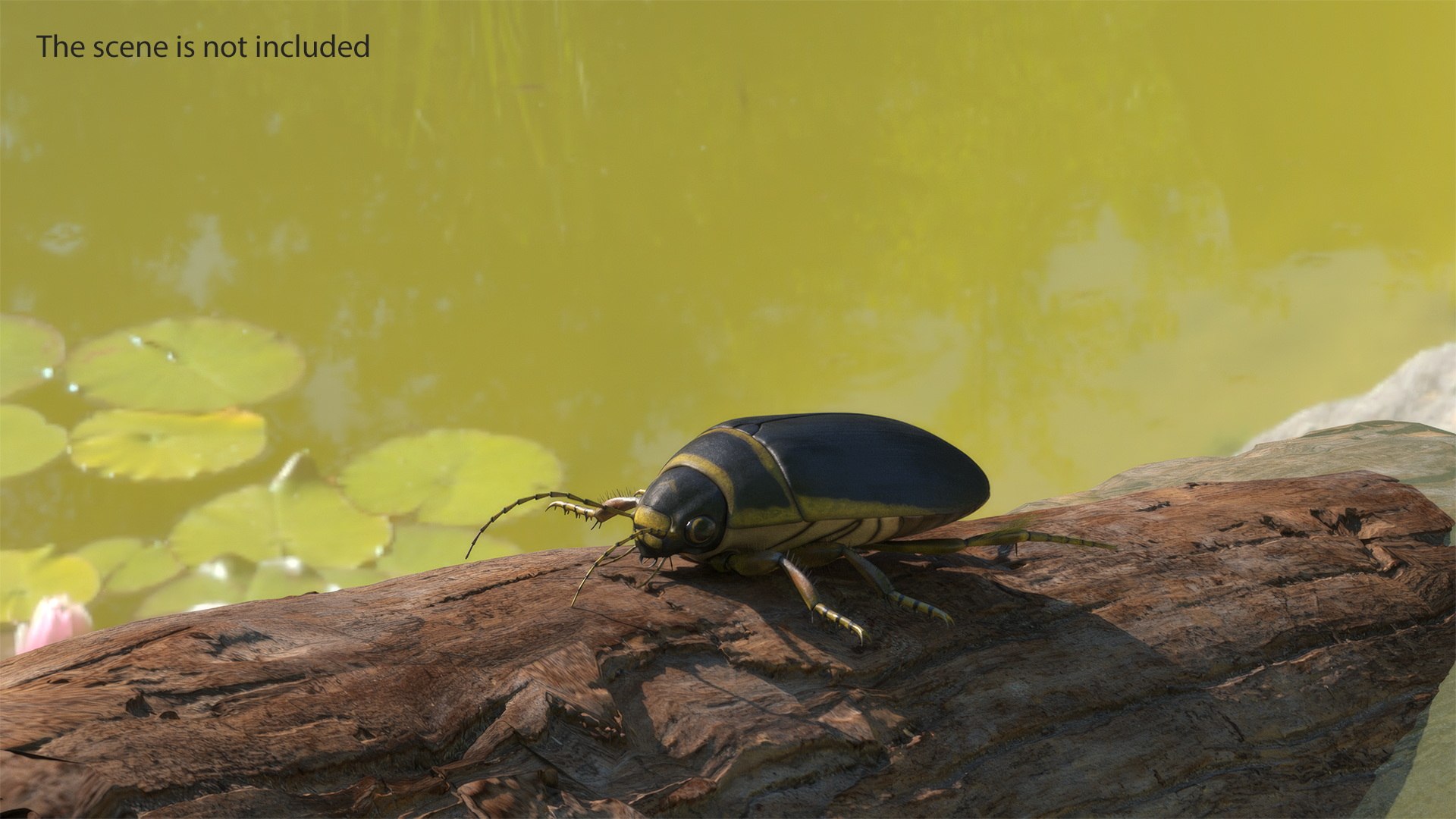 3D Water Beetle Brown https://p.turbosquid.com/ts-thumb/kE/jS5hMO/Ye/waterbeetlebrown3dmodel006/jpg/1718270248/1920x1080/fit_q87/9aa1a4604a8bb3313672b48ad3c8ded2d260e7f4/waterbeetlebrown3dmodel006.jpg