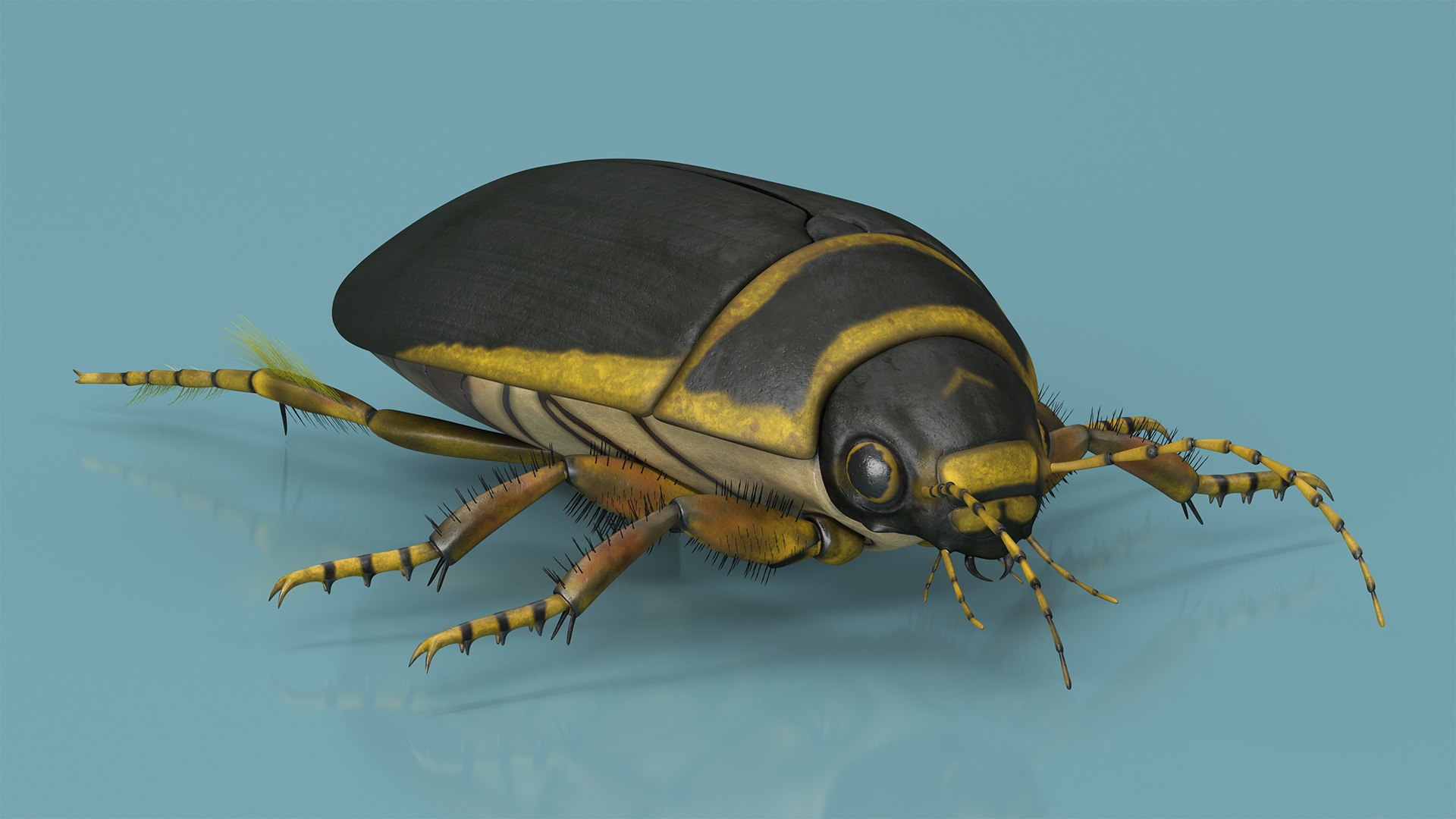 3D Water Beetle Brown https://p.turbosquid.com/ts-thumb/kE/jS5hMO/bR/waterbeetlebrown3dmodel008/jpg/1718270251/1920x1080/fit_q87/36c6baee8ab34aa191701eee776ea936ea3cc21b/waterbeetlebrown3dmodel008.jpg