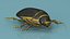 Water Beetle Brown
