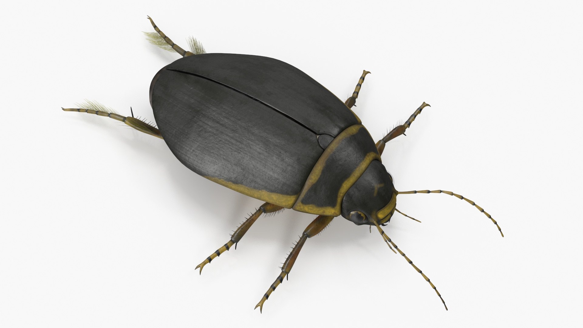 3D Water Beetle Brown https://p.turbosquid.com/ts-thumb/kE/jS5hMO/kG/waterbeetlebrown3dmodel016/jpg/1718270270/1920x1080/fit_q87/6674f360ba33daed3051744eee5bb6e21818c69d/waterbeetlebrown3dmodel016.jpg