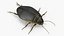 Water Beetle Brown