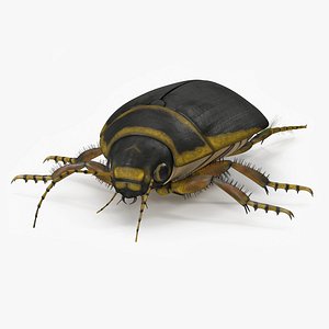 Water Beetle Brown