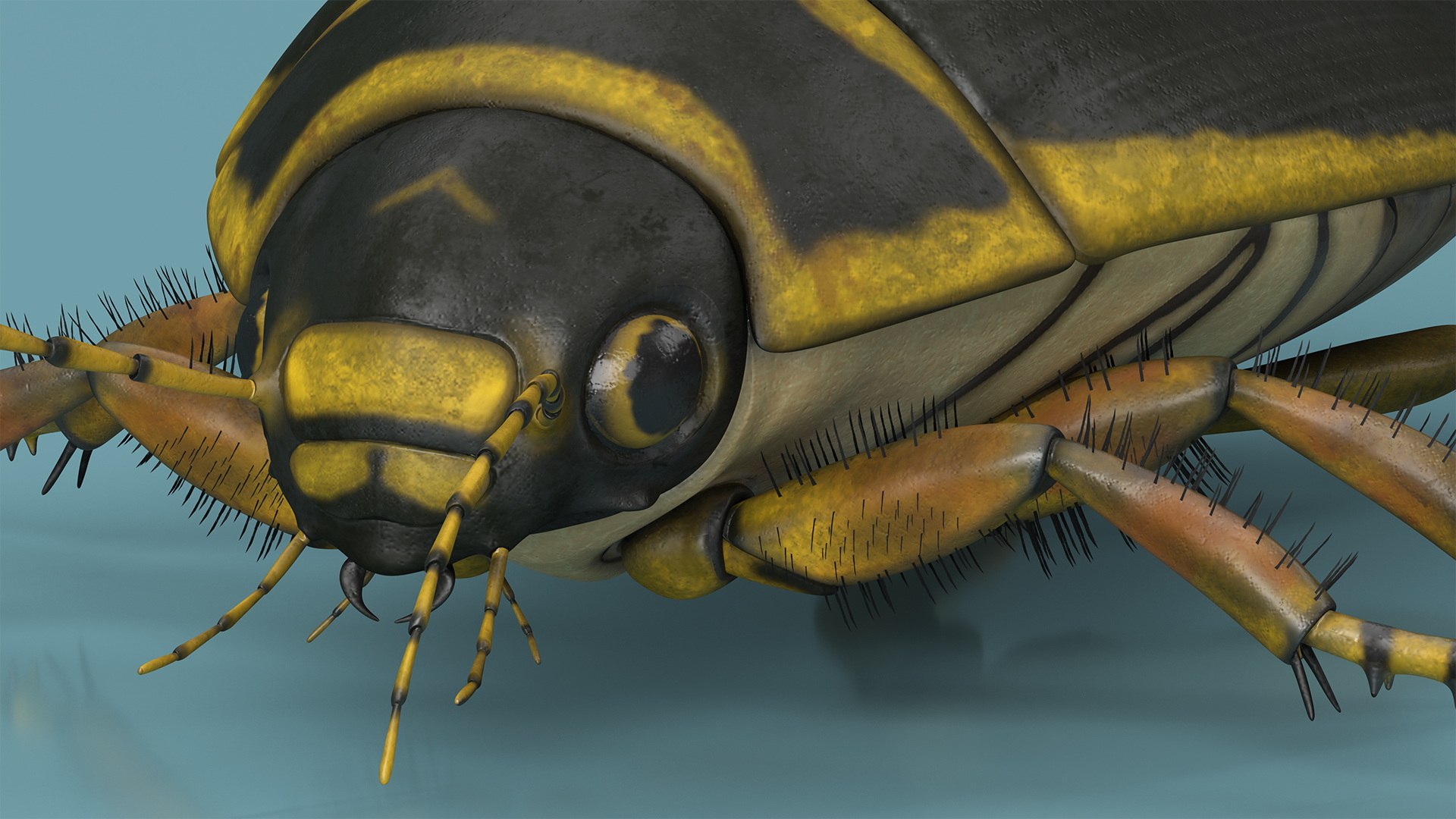 3D Water Beetle Brown https://p.turbosquid.com/ts-thumb/kE/jS5hMO/pk/waterbeetlebrown3dmodel013/jpg/1718270261/1920x1080/fit_q87/811c3bab986668670c003b20ebcd863eb7e504a1/waterbeetlebrown3dmodel013.jpg