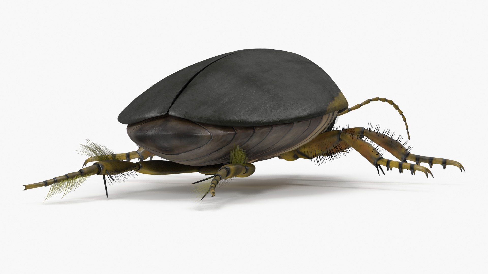3D Water Beetle Brown https://p.turbosquid.com/ts-thumb/kE/jS5hMO/q0/waterbeetlebrown3dmodel017/jpg/1718270273/1920x1080/fit_q87/9c49306ce793678277b98d6b31a4f73e15d3b77f/waterbeetlebrown3dmodel017.jpg