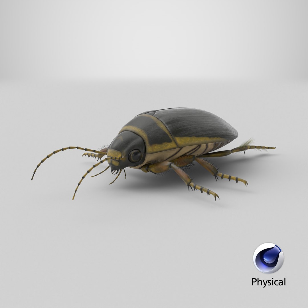 3D Water Beetle Brown https://p.turbosquid.com/ts-thumb/kE/jS5hMO/rP/stemcell_cinema_4d_physical_render/png/1719593260/1920x1080/fit_q87/7540774549d561197bca30942c2d2e2b02ebc34f/stemcell_cinema_4d_physical_render.jpg
