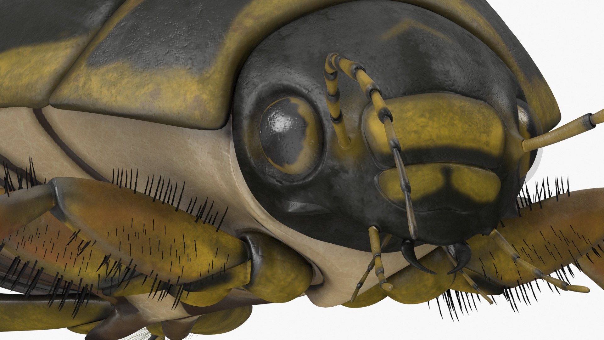 3D Water Beetle Brown https://p.turbosquid.com/ts-thumb/kE/jS5hMO/xg/waterbeetlebrown3dmodel021/jpg/1718270286/1920x1080/fit_q87/c49e421ecf652b159827ed0a83dfb07db414574b/waterbeetlebrown3dmodel021.jpg