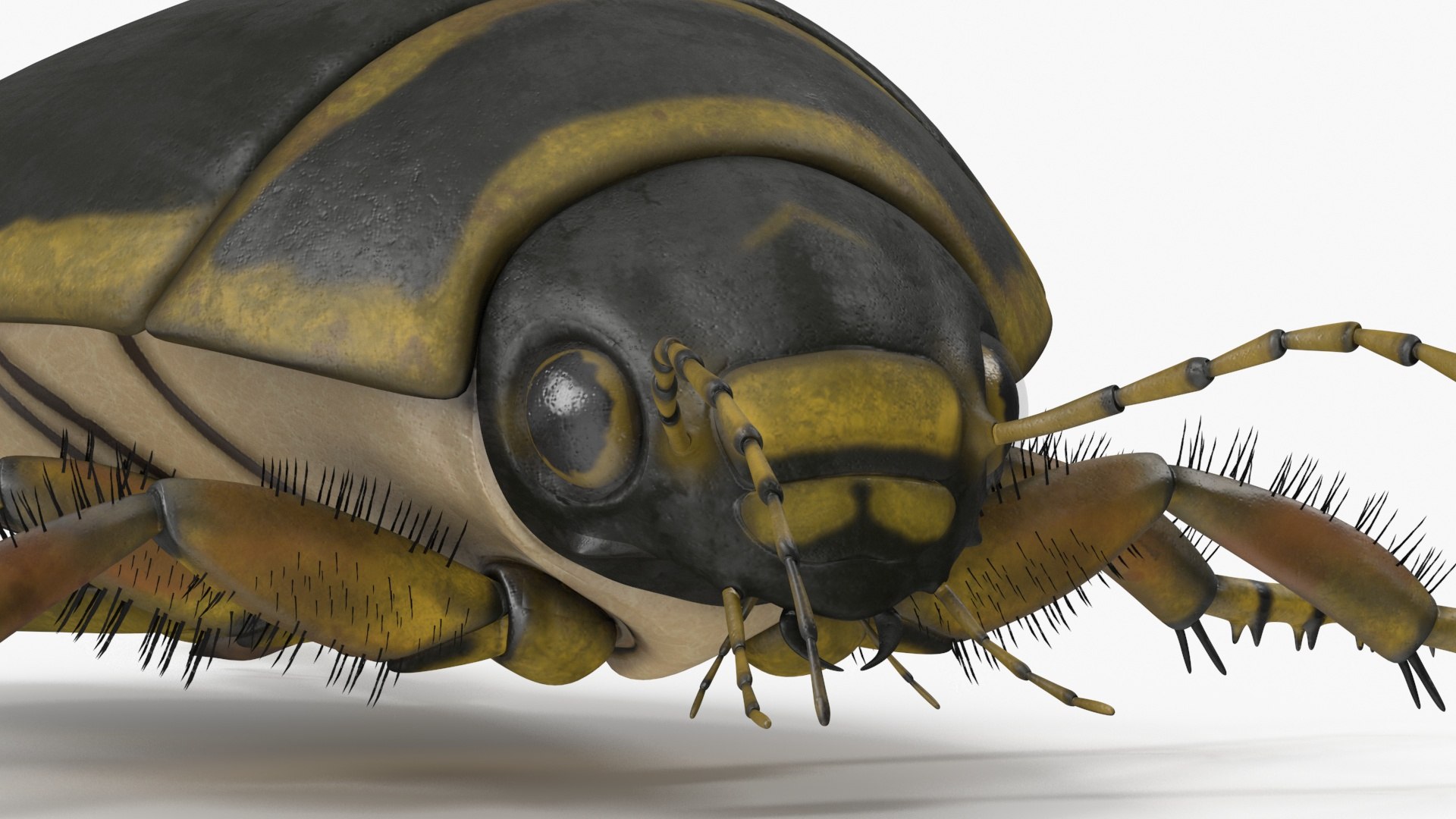 3D Water Beetle Brown https://p.turbosquid.com/ts-thumb/kE/jS5hMO/yG/waterbeetlebrown3dmodel018/jpg/1718270276/1920x1080/fit_q87/68d47393b9ea1e3de8be8d9f6af40fd0cbc573ae/waterbeetlebrown3dmodel018.jpg