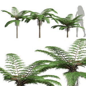 3D model New Plant High detail Sphaeropteris Lepifera Small