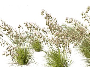 3D Briza media - Common quaking grass