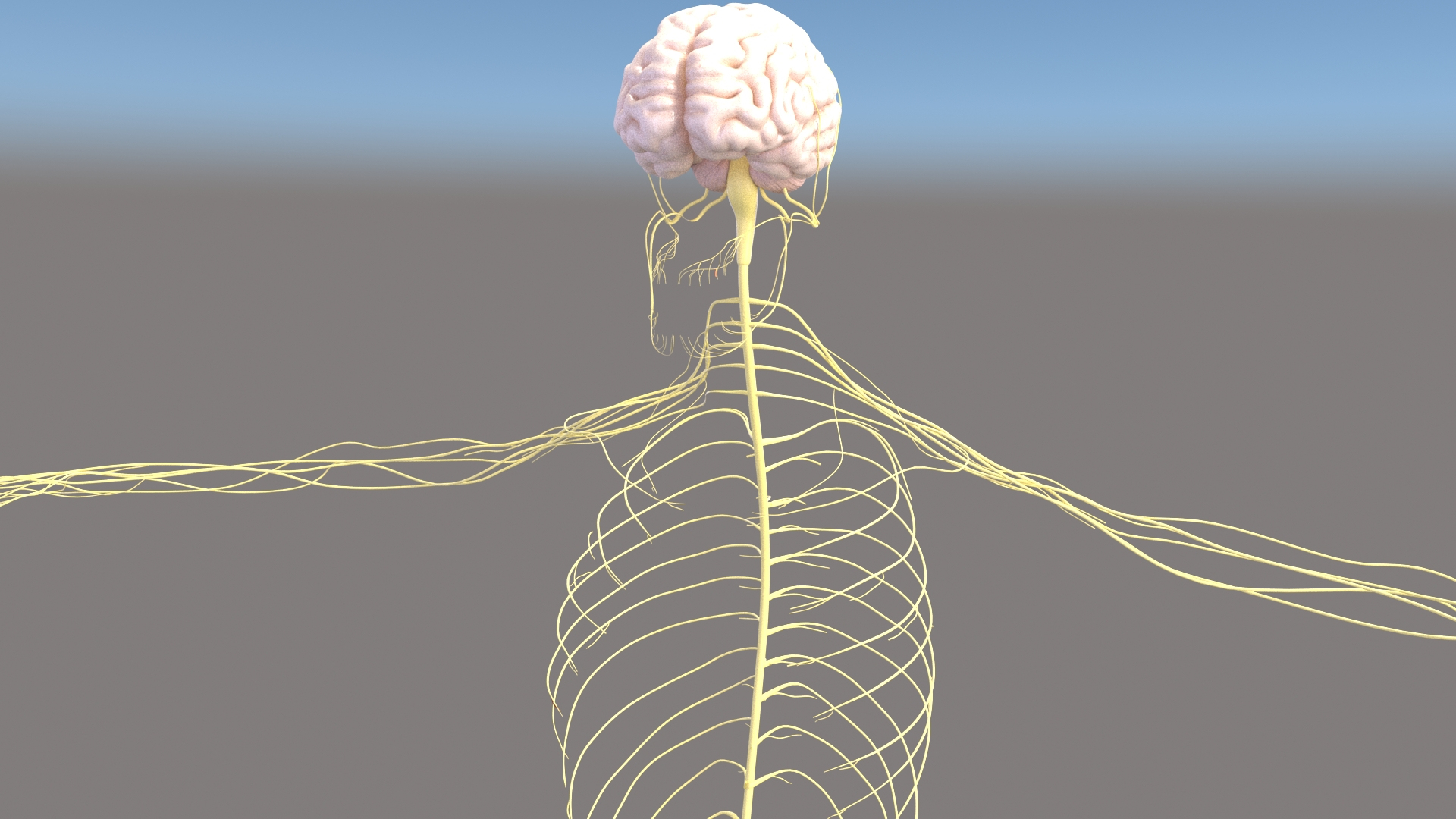 Realistic Nervous System Human Male Anatomy 3D TurboSquid 1721930