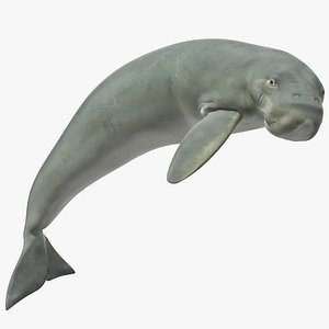 3D model dugong rigged