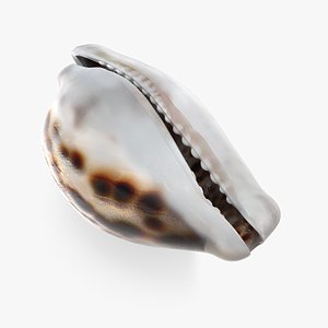 Sea Shell 03 01