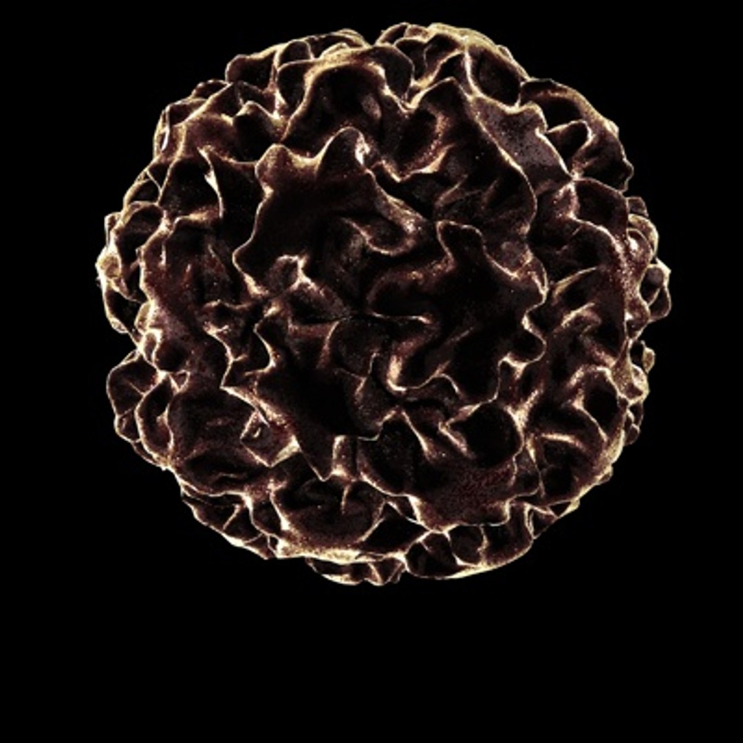3d Model Human Papilloma Virus