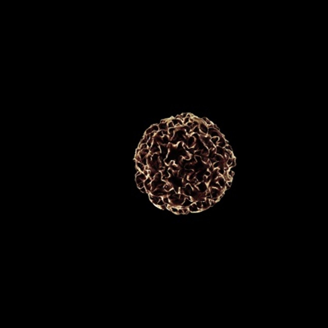 3d Model Human Papilloma Virus