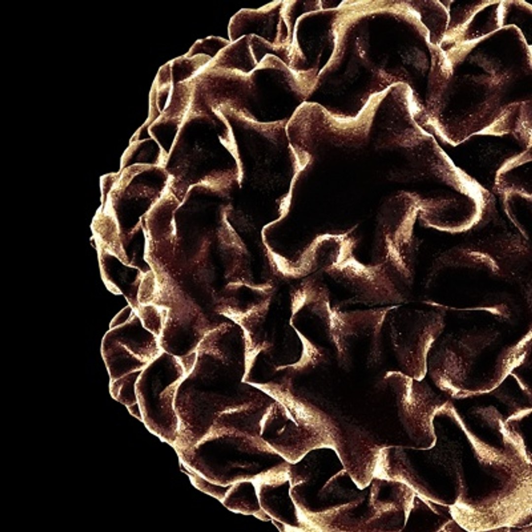 3d Model Human Papilloma Virus