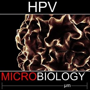 3d model human papilloma virus