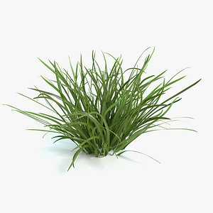Flag Grass