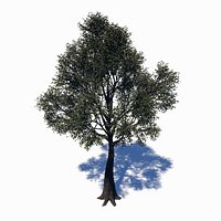 Deciduous Tree