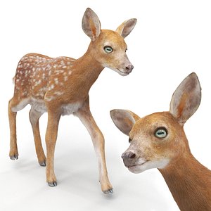 White-Tailed Fawn Deer Walking Fur Animated Rigged for Maya