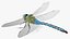 Dragonfly Rigged for Cinema 4D 3D