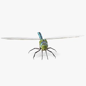 Dragonfly Rigged for Cinema 4D 3D
