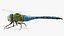Dragonfly Rigged for Cinema 4D 3D