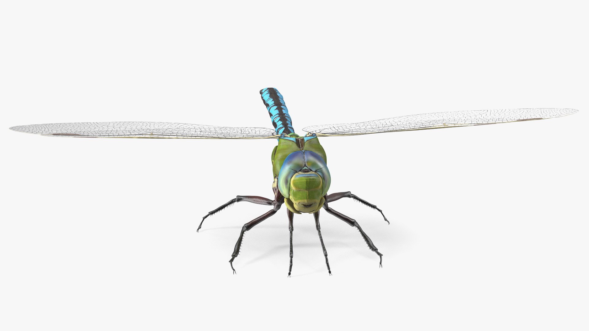 3D Flying Insects Rigged Collection 5 for Cinema 4D model https://p.turbosquid.com/ts-thumb/kF/ZEne6m/z0/dragonflyriggedforcinema4dvray3dmodel032/jpg/1669718241/1920x1080/fit_q87/4d41b79180bea0afd7ece28350263847a16f9a31/dragonflyriggedforcinema4dvray3dmodel032.jpg