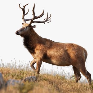 Male Deer 5 Animations 3D model