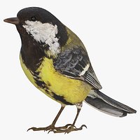 Great Tit 01