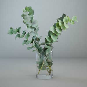 Eucalyptus in a glass vase