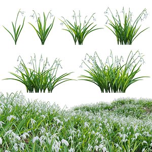 Galanthus nivalis - Snowdrop