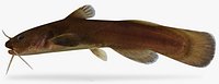 Noturus nocturnus Freckled Madtom