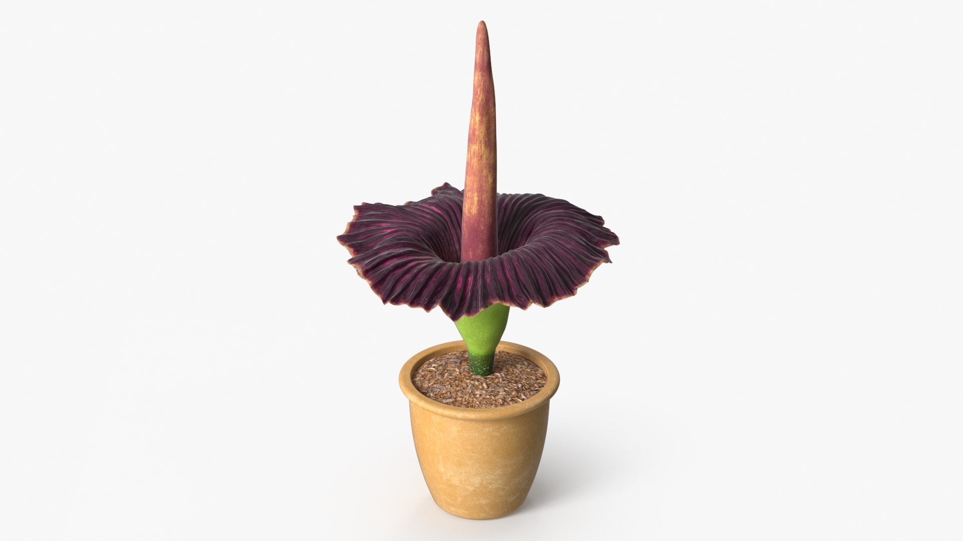 Giant Corpse Flower in Pot 3D model preview