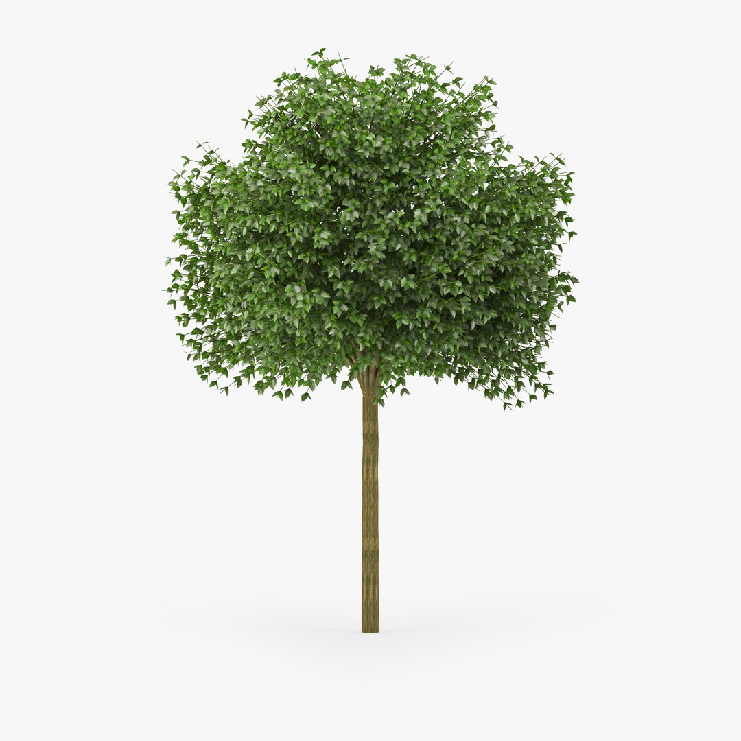 3D Hibiscus - TurboSquid 1321156