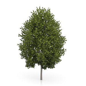Norway Maple Tree (Acer platanoides) 4.5m