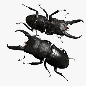 Rigged stag Beetle