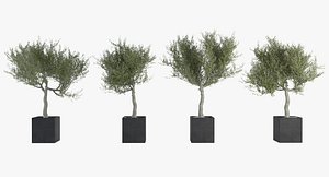 pack olive tree 3d max