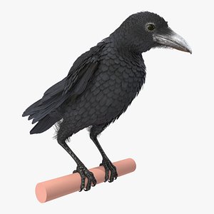 Raven Takeoff Animated Rigged