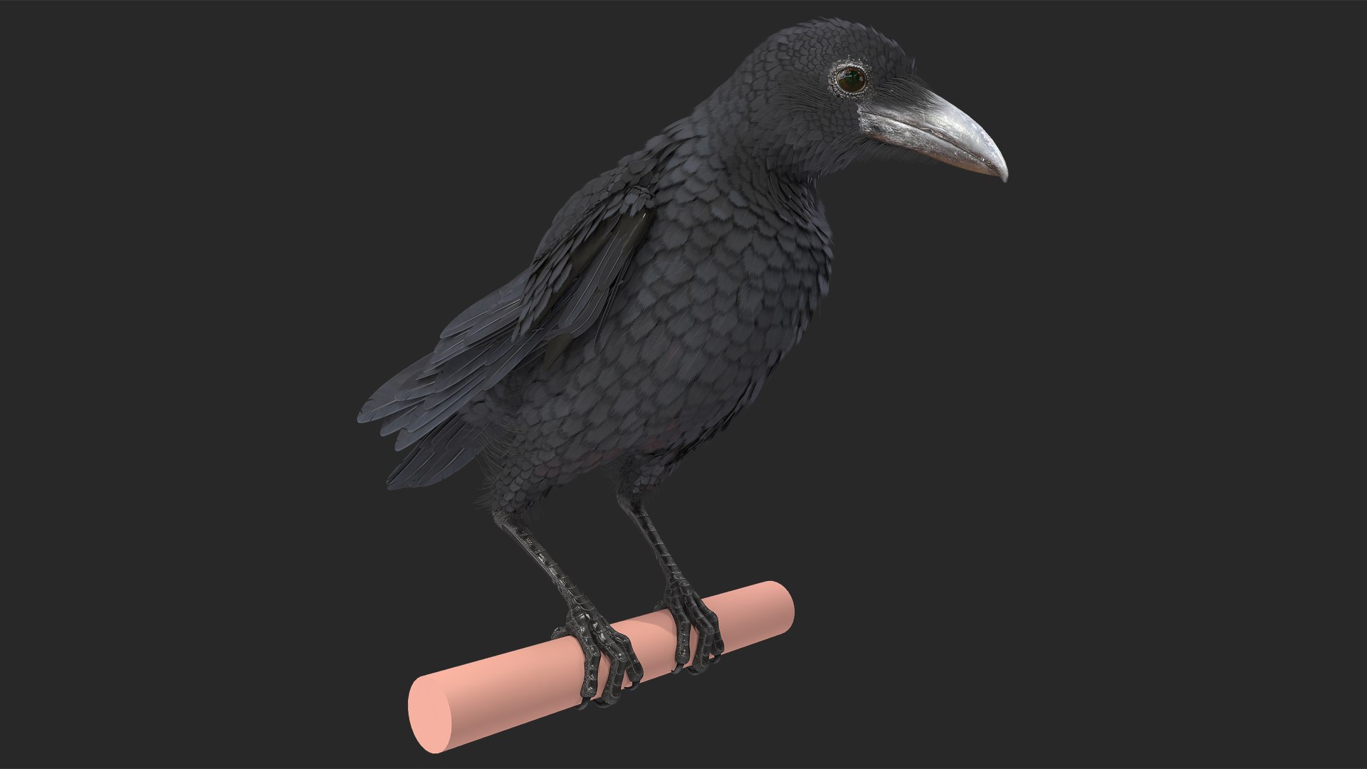Raven Takeoff Animated Rigged 3D model preview
