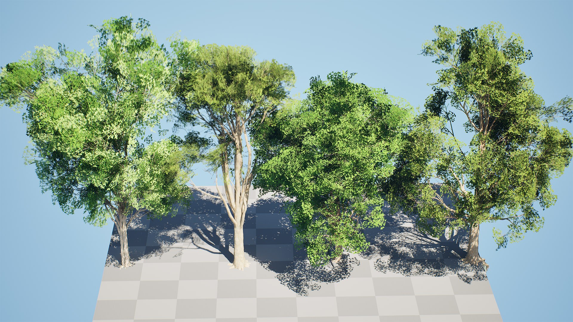 3D Burma Padauk Trees 3D - TurboSquid 2288833