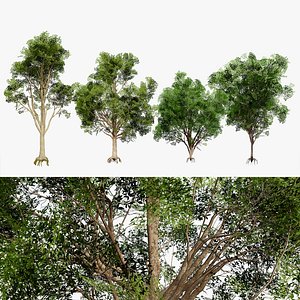 3D Burma Padauk Trees 3D