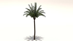 Date Palm tree 3d model
