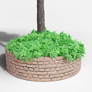 3D Pachysandra terminalis model