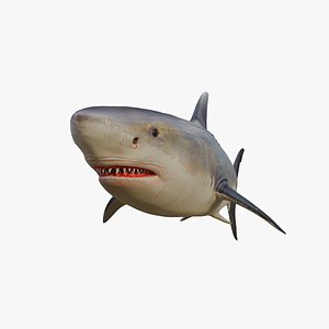 3D great white shark model