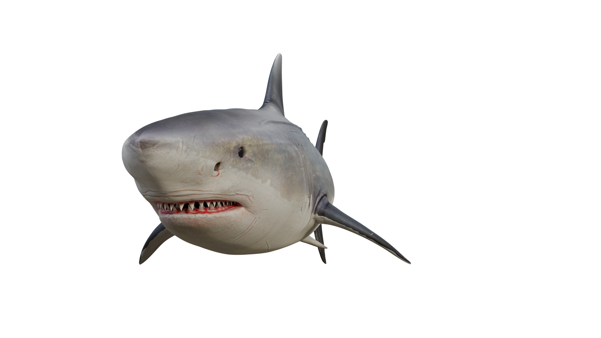 3D Great White Shark Tooth Model - TurboSquid 1416225