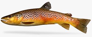 brown trout 3D model