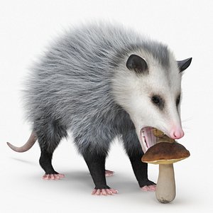 Opossum Eats Snail and Mushroom Fur 3D model