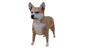 Corgi